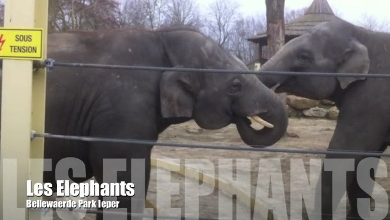 Elephant / Olifant Bellewaerde Park