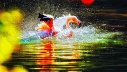 Chris Spheeris & Paul Voudouris ---- ENCHANTMENT