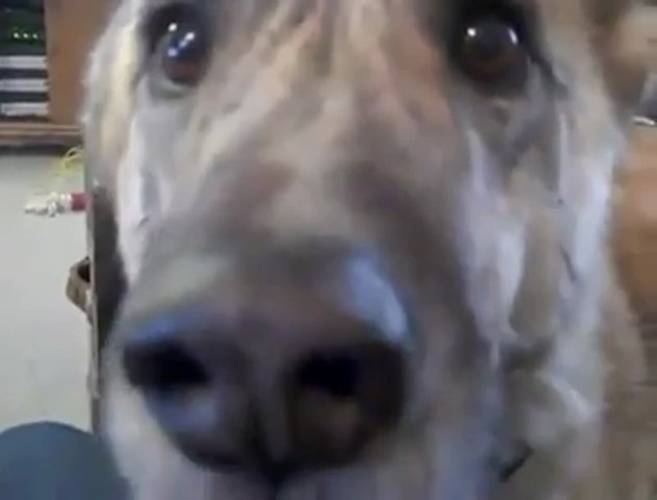 Real Talking Dog