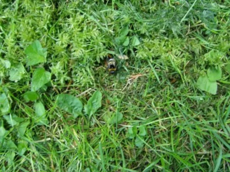 Insekten in unserem Garten 1