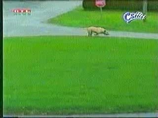 Regarde devan le chien!