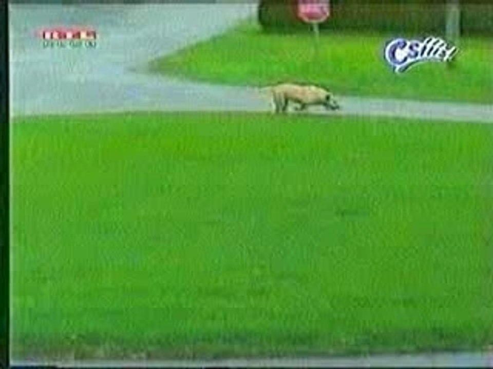 Regarde devan le chien!