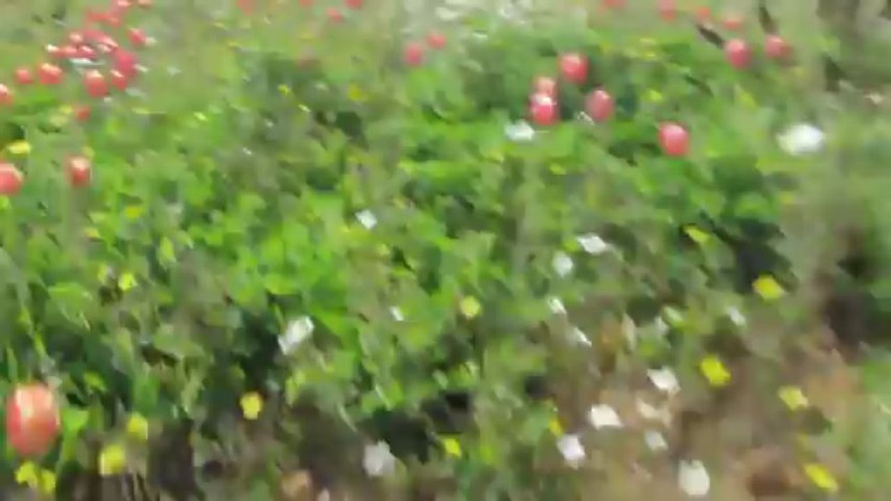 TulipStVincMp4b