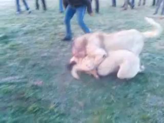 serkanın efe ve yaşarın çakal