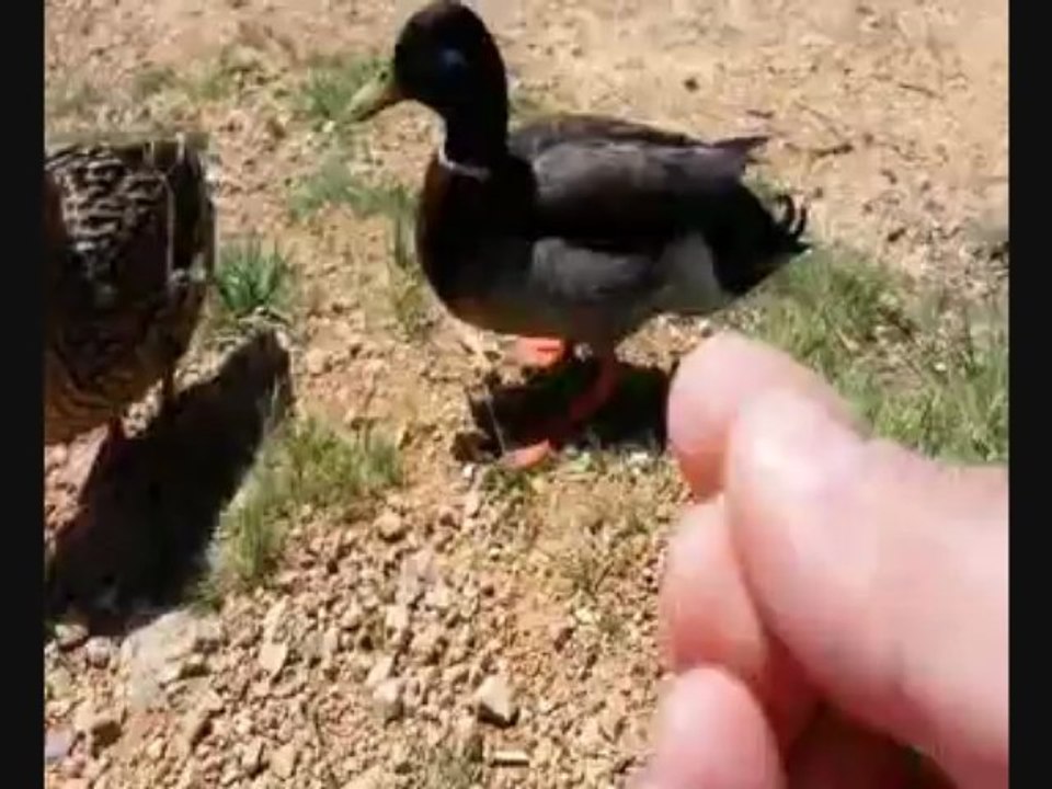 Dompteuse de Coin-Coin