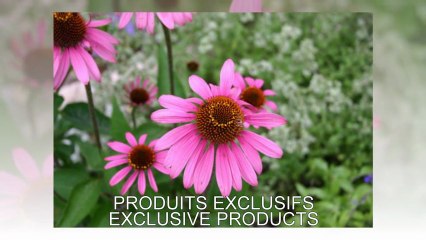 OPPORTUNITÉS D'AFFAIRES MONTRÉAL