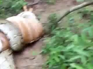 piton comendo um antilope impressionante