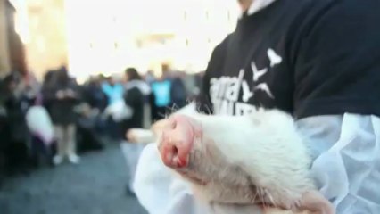 Al Pantheon in mostra la sofferenza degli animali