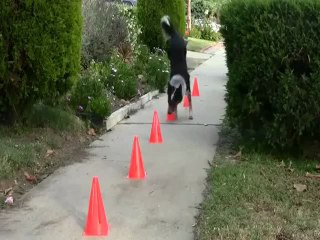 Jumpy Extreme Dog Does Stunts - www.copypasteads.com