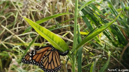 NewCa.com: Flight of the Butterflies – Secrets of Filming