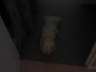 Bulle "on va promener ?"