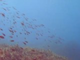 Bullet Tuna Cape Kalypso/Plakias scuba diving South Crete 2012-10-29