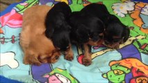 les chiots Cavalier King Charles