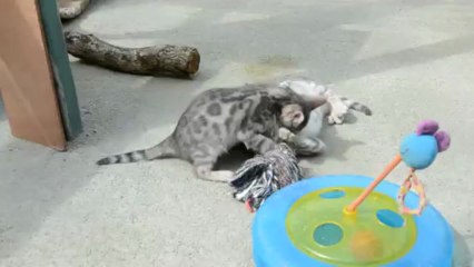 Magic Bengal - litter Fame & Pearl 3 months (1)