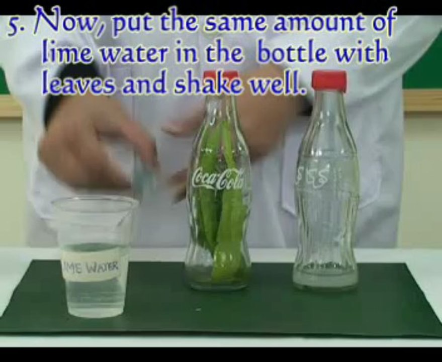 Photosynthesis Science Fair Projects and Experiments