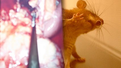 Researchers Create Lab-Grown Kidney