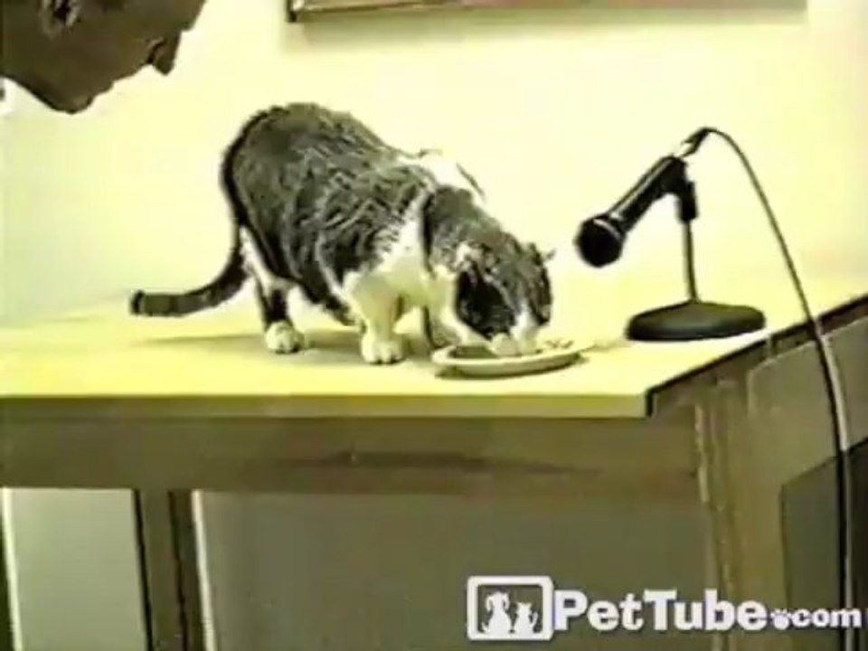 Yum Yum Kitty