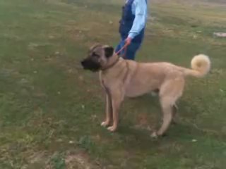 alaylı hacının corç