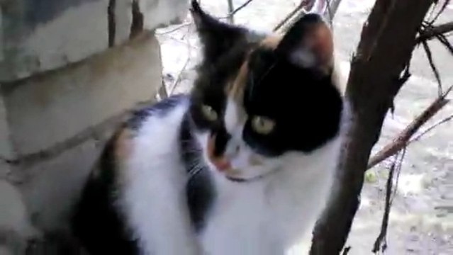 Здравствуй, дача