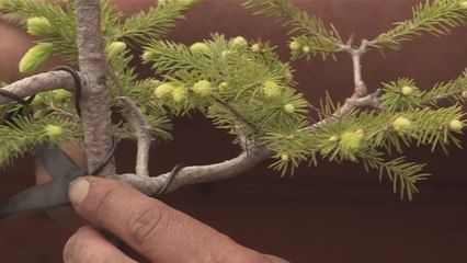How To Use Wire On A Bonsai Tree