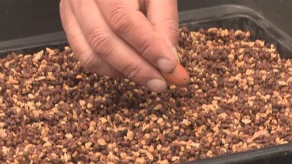 How To Grow A Bonsai From Seed