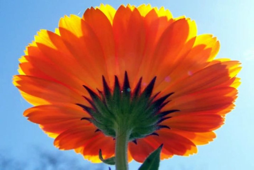 Flowers - Flores - Fleurs