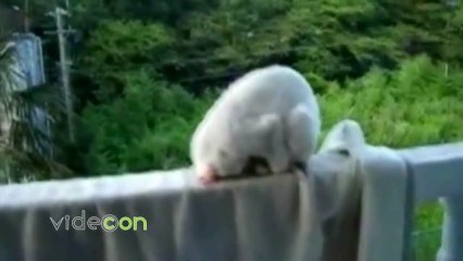 Un gatto dorme in posizione yoga in equilibrio perfetto