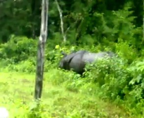 Attractions of Jungle Safari Trip at Jaldapara