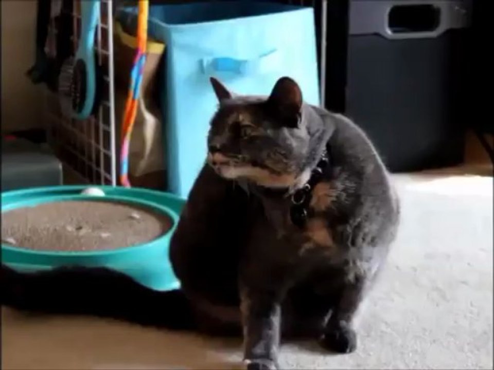 Chat qui se gratte avec une patte fantôme