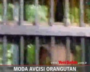 Moda avcısı orangutan!