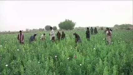 Afganistan'da haşhaş üretimi artıyor
