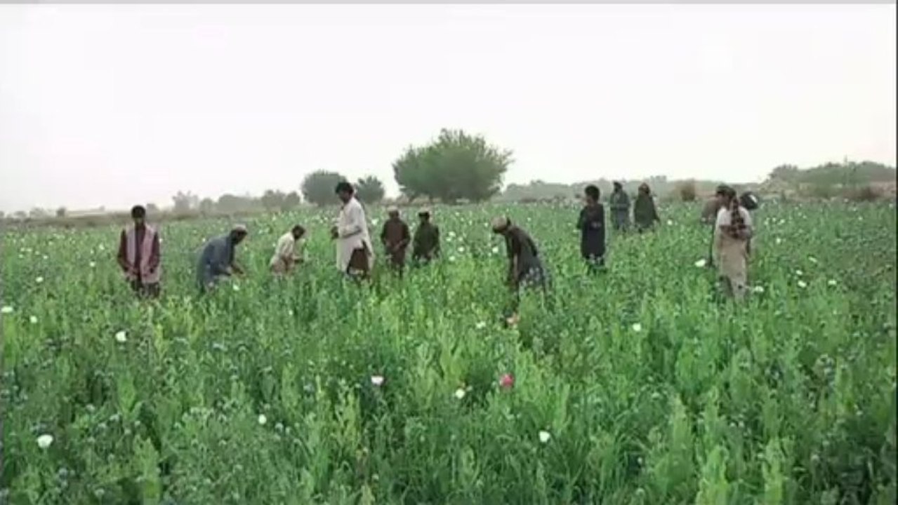 afghanistan opium
