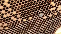 Naissance d'une abeille de la ruche FDconseil