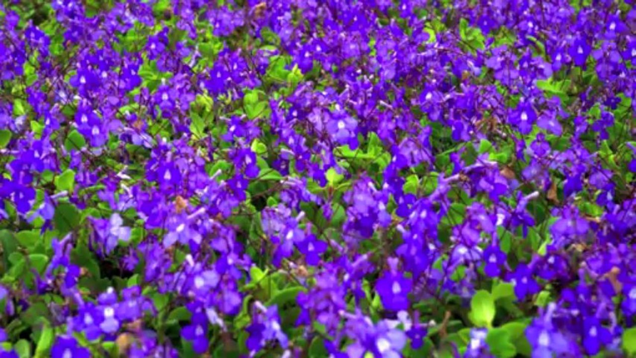 Petits conseils en jardinage