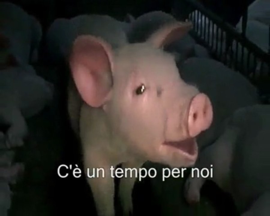 La canzone degli animali