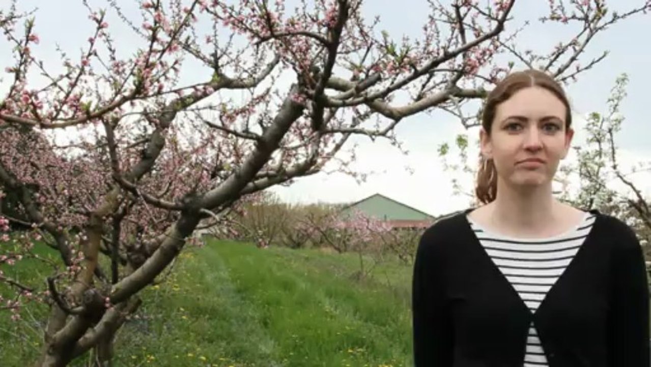 Le clos fougères- la face cachée du fruit