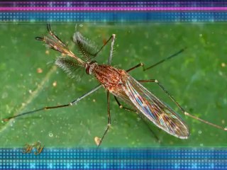 The superior features in the body of the mosquito