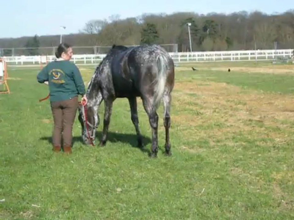 Nirik séchant en prairie après une bonne journée de concours