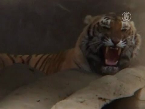 Перепись бенгальских тигров стартовала в Непале