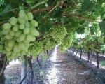 My Grape Vine - Want to Learn to Grow Grape Vines that Produce Up to 42 Pounds of Grapes on a Single Vine?