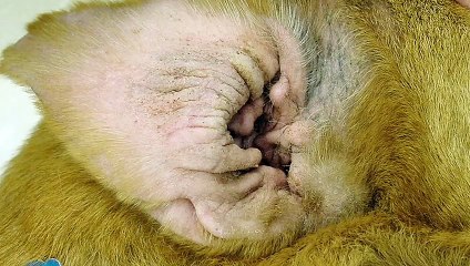 What To Do If Your Dog Gets A Yeast Infection In It's Ear