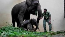 Endangered Sumatran elephant born in captivity
