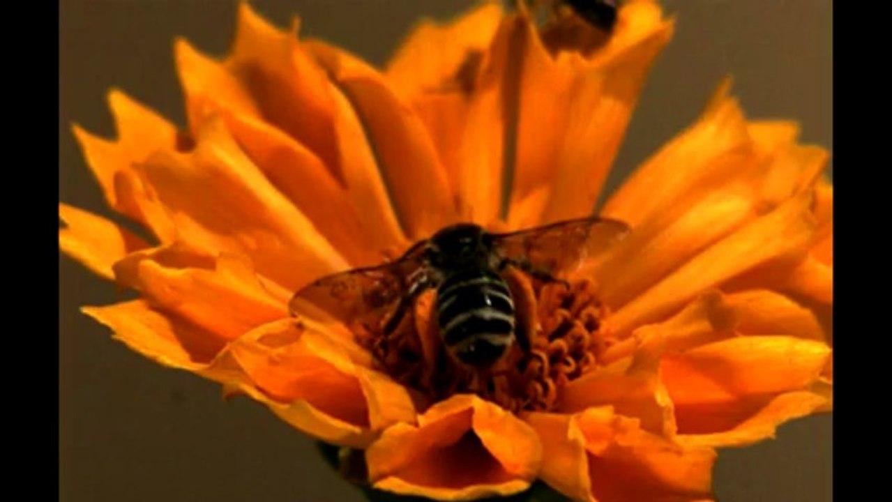 Drunk bee Landing in Slow motion
