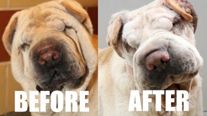 The Shar-Pei Who Had Two Facelifts