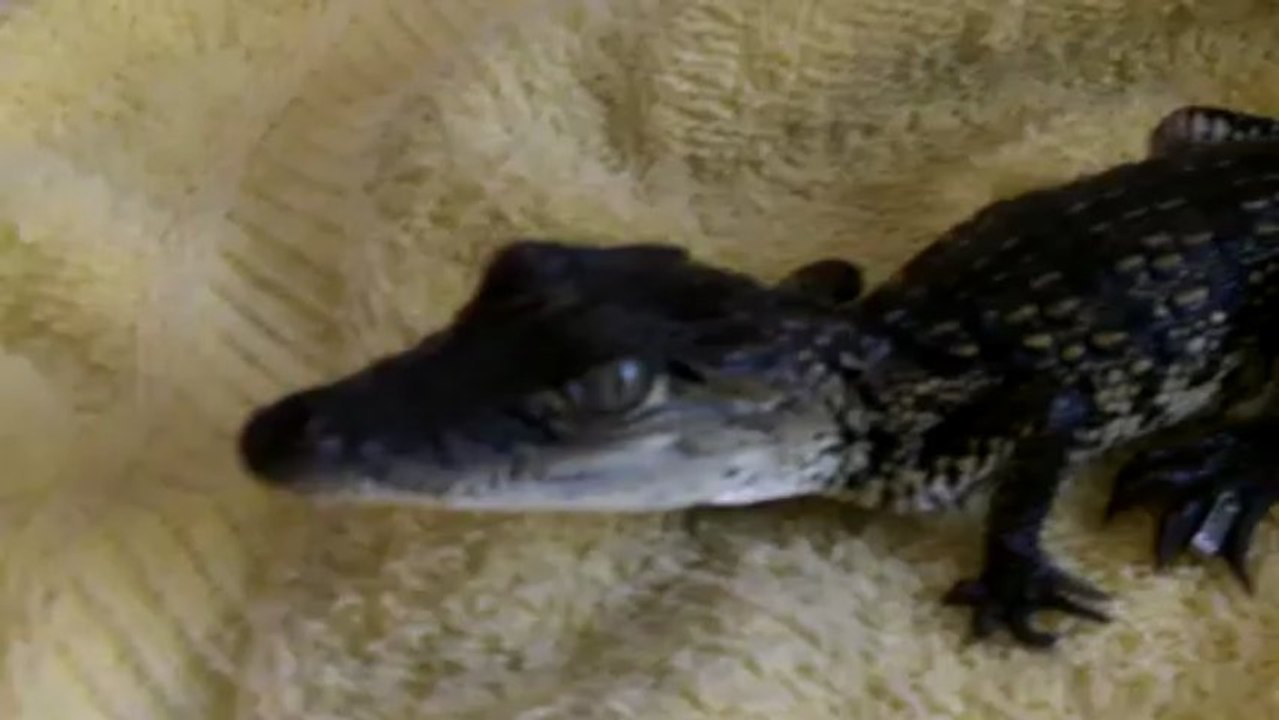 Le bebe Crocodile Mexicain