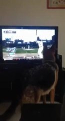 Un chien, une balle et un jeu dangereux