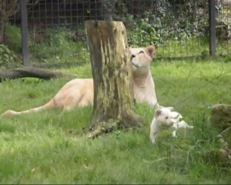 Bébés lion blancs 2013 au Zoo de Pont-Scorff