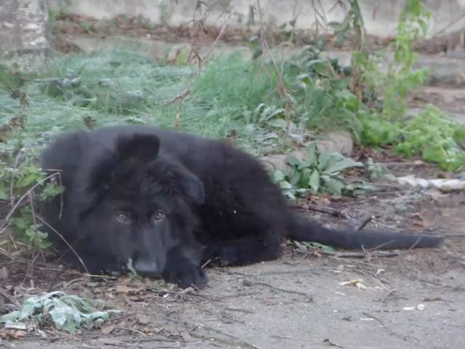 Bawl des orckis de l'adret, 1ere partie