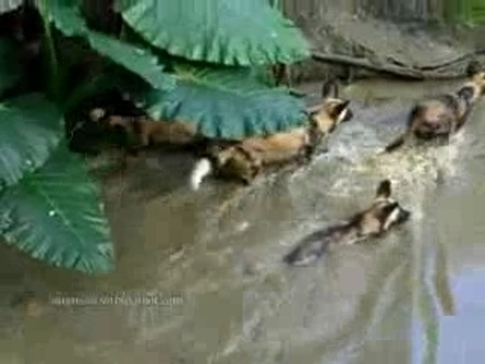 HuntingDogsPlayingat