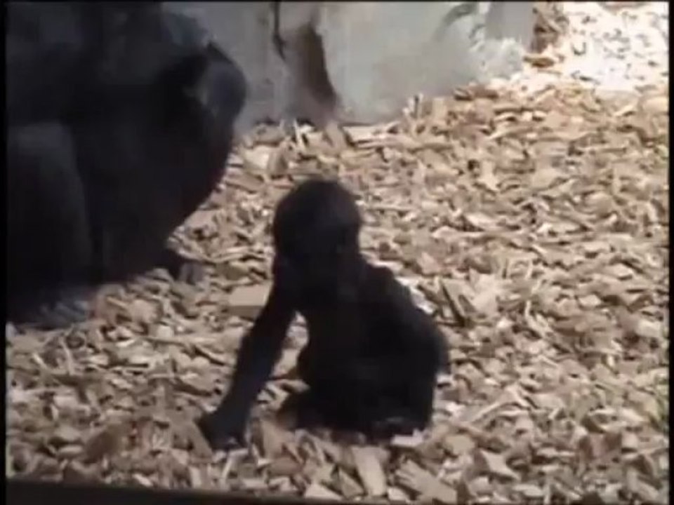 Baby gorilla takes first steps